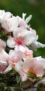 Flowers,Plants