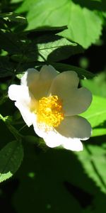 Flowers,Plants