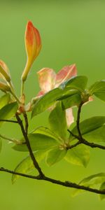 Flowers,Plants