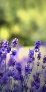 Flowers,Plants