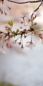 Flowers,Plants