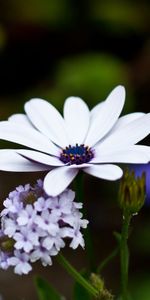 Flowers,Plants