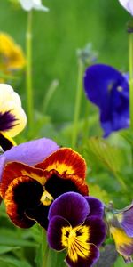 Flowers,Plants