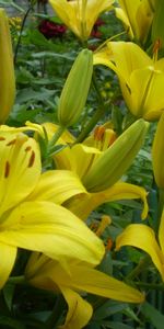 Flowers,Plants