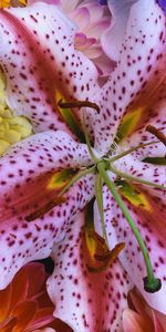 Flowers,Plants