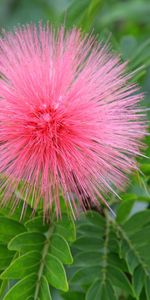 Flowers,Plants