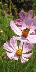 Flowers,Plants