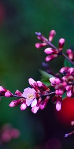 Plantas,Flores