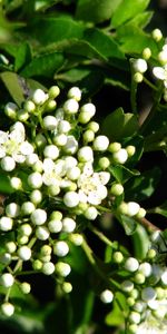 Flowers,Plants