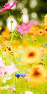 Flowers,Plants