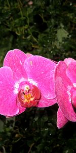 Flowers,Plants