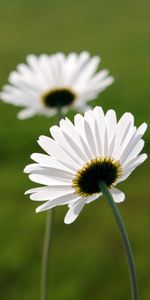 Plantas,Flores