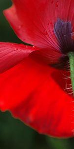 Plantas,Flores