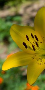 Plantas,Flores