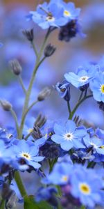 Flowers,Plants