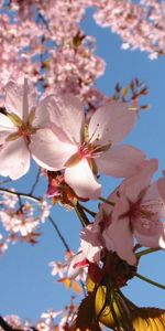 Flowers,Plants