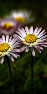 Flowers,Plants