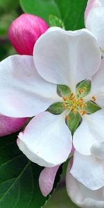 Flowers,Plants