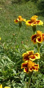 Flowers,Plants