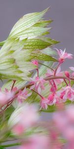 Flowers,Plants