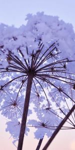 Flowers,Plants