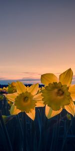 Flowers,Plants