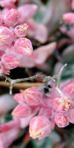 Plantas,Flores