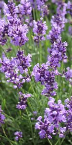 Flowers,Plants