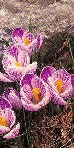 Flowers,Plants