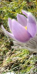 Flowers,Plants