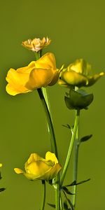 Flowers,Plants