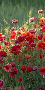 Flowers,Plants