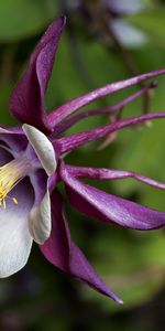 Flowers,Plants