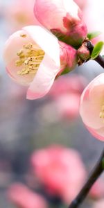 Flowers,Plants