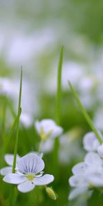 Fleurs,Plantes