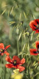 Flowers,Plants