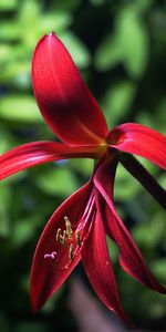 Flowers,Plants