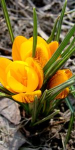 Flowers,Plants