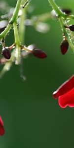 Plantas,Flores