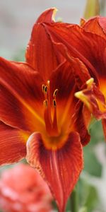 Flowers,Plants