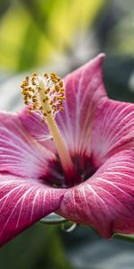 Flowers,Plants