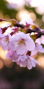 Flowers,Plants