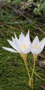 Flowers,Plants