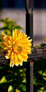 Flowers,Plants