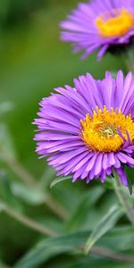 Flowers,Plants