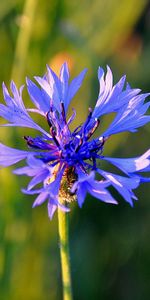 Fleurs,Plantes