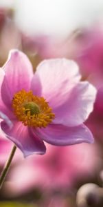 Flowers,Plants