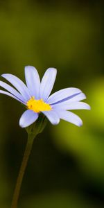 Plantas,Flores