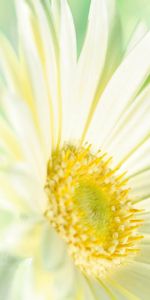 Flowers,Plants