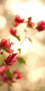 Flowers,Plants